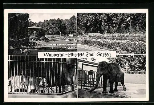 AK Wuppertal Elberfeld, Zoologischer Garten mit Elefant und Tiger