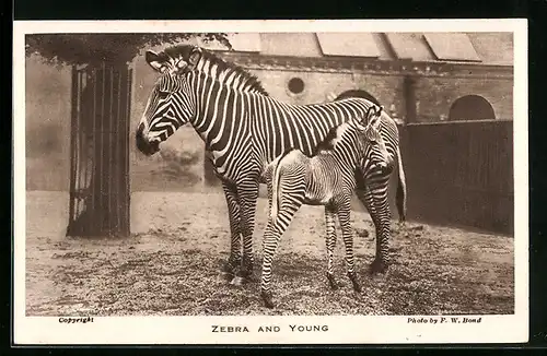 AK Zebra mit Fohlen vor einem Gebäude