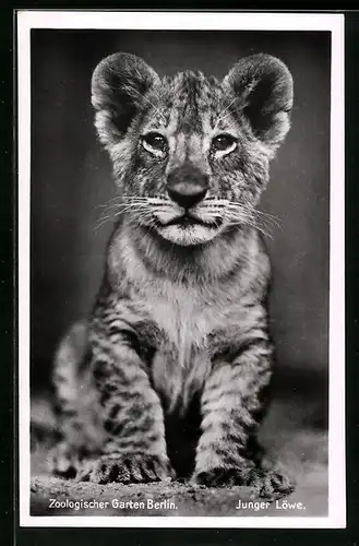 AK Berlin, Löwenjunges im Zoo, Portrait