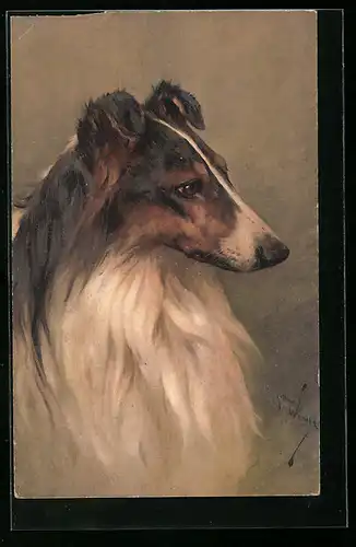 Künstler-AK Portrait eines Collies