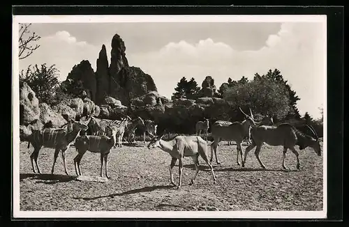 AK Hamburg-Stellingen, Antilopen u. Zebras in Carl Hagenbeck`s Tierpark