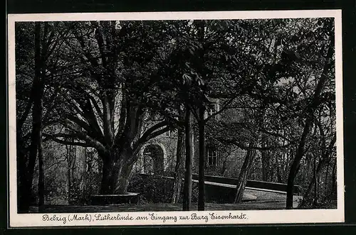 AK Belzig, Lutherlinde am Eingang zur Burg Eisenhardt