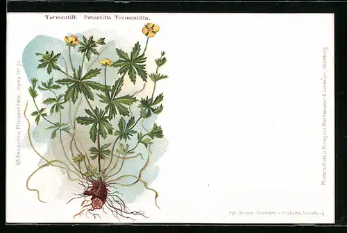 AK Heilpflanze Potentilla Tormentilla