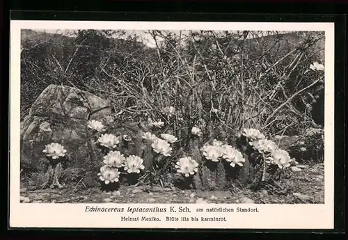 AK Kaktus Echinocereus leptacanthus K. Sch. am natürlichen Standort