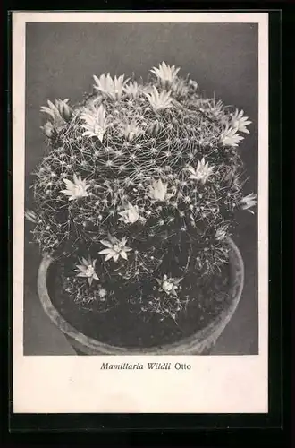 AK Kaktus Mamillaria Wildii Otto im Topf