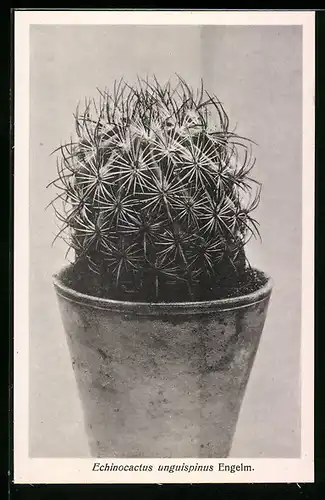 AK Kaktus Echinocactus unguispinus Engelm. im Topf