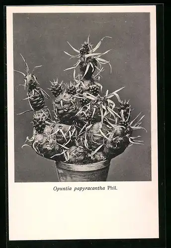 AK Kaktus der Art Opuntia papyracantha Phil.