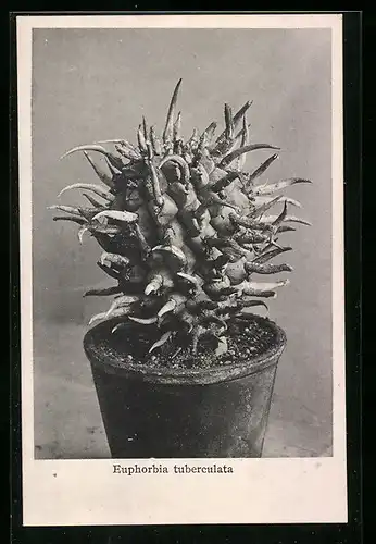 AK Erfurt, Firma Friedrich Adolph Haage jun., Euphorbia tuberculata, Kaktus