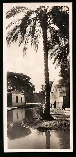 AK Cairo, Palmtrees in the village of Marg