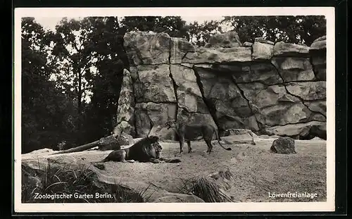 AK Berlin, Zoologischer Garten, Löwenfreianlage