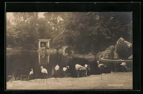 AK Berlin, Zoologischer Garten, Neptunteich mit Flamingos