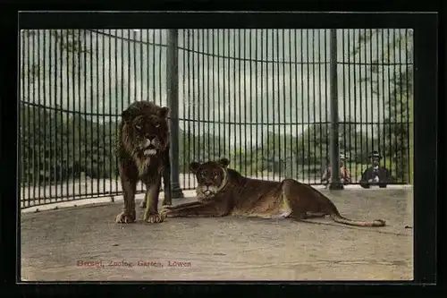 AK Basel, Zoologischer Garten, Löwen im Freigehege