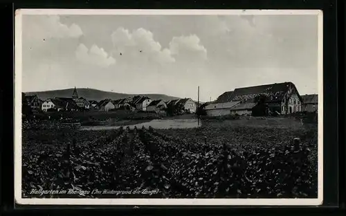 AK Hallgarten /Rheingau, Ortsansicht, Ortsansicht mit Genossenschaft und Zange