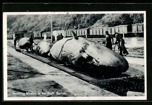 AK Durban, Handlung Whales at the Bluff, Verarbeitung von Pottwalen