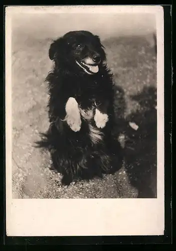 Foto-AK Schwarzer Hund mit weissen Pfoten macht Männchen