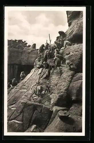 AK Hamburg-Stellingen, Carl Hagenbeck`s Tierpark, Affenfelsen, Mantelpaviane