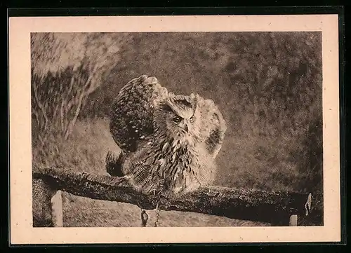 AK Rossitten, Vogelwarte, Stationsuhu Hanne in Schreckstellung