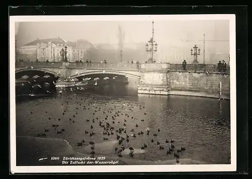 AK Zürich, Zürichseegefrörne im Jahr 1929, Die Zuflucht der Wasservögel