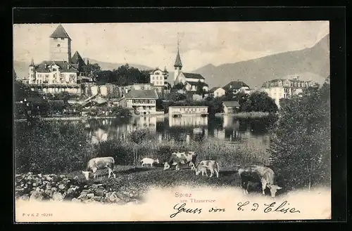 AK Spiez, Thunersee mit Kühen