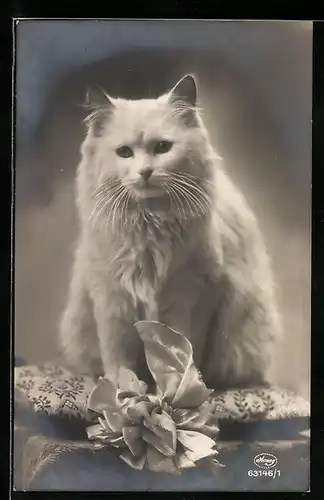 AK Weisse Katze sitzt auf einem Kissen