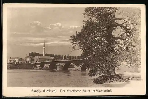 AK Skoplje, Der historische Baum im Wardarfluss