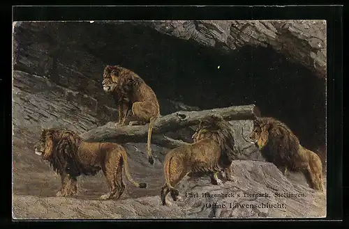 AK Stellingen, Löwen in der Löwenschlucht im Tierpark