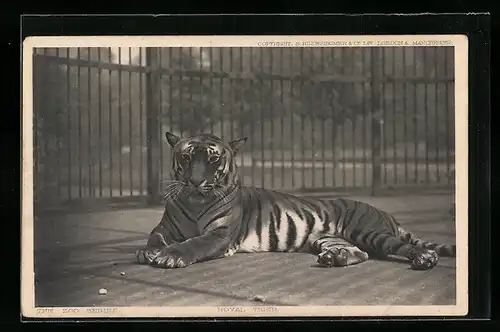 AK Königstiger hinter Gittern in einem Zoo