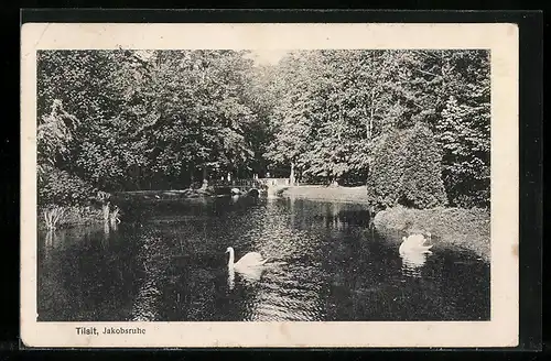 AK Tilsit, Jakobsruhe und Schwäne