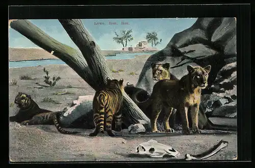 AK Junge Tiger und Löwen an einem Felsen in karger Landschaft