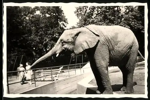 Fotografie Elefant in einem Zoogehege