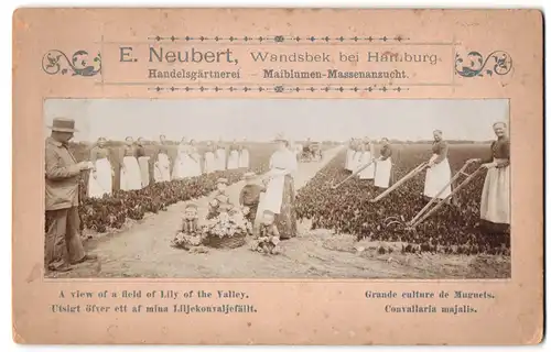 Fotografie E. Neubert, Hamburg, Ansicht Hamburg-Wandsbek, Handelsgärtnerei E. Neubert, Maiblumen Massenanzucht