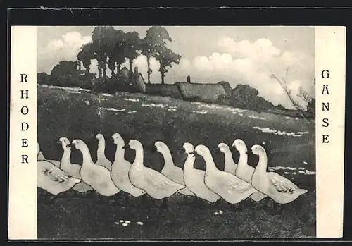 AK Rhoden i. Waldeck, Blick auf Gänsegruppe