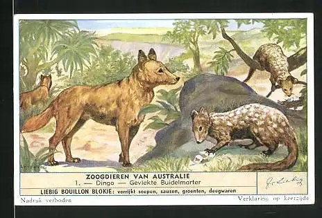 Sammelbild Liebig, Bouillon Blokje, Zoogdieren van Australie: 1. Dingo & Gevlekte Buidelmarter