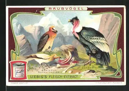 Sammelbild Liebig, Liebig`s Fleisch-Extract - Raubvögel, Bartgeier, Schmutzgeier und Condor