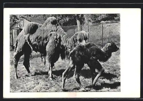 AK Kamelmutter mit Kalb im Zirkus Willy Hagenbeck