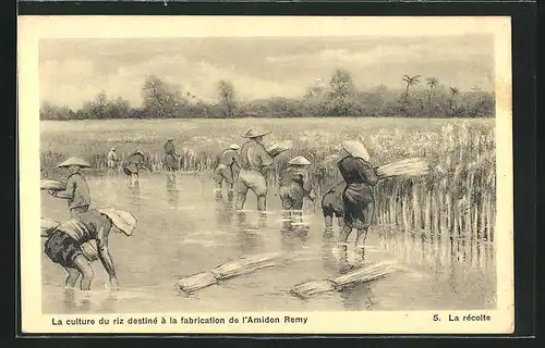 AK La culture du riz destiné à la fabrication de l`Amidon Remy, La récolte, Bauern bei der Ernte