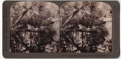 Stereo-Fotografie American Stereoscopic Co., New York, Ansicht Rosseau, Muskoka, Shadow River