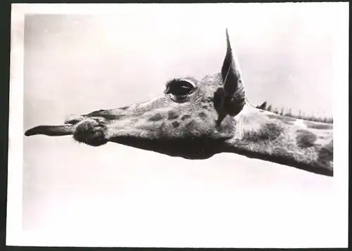 Fotografie Giraffe streckt die Zunge heraus 1940