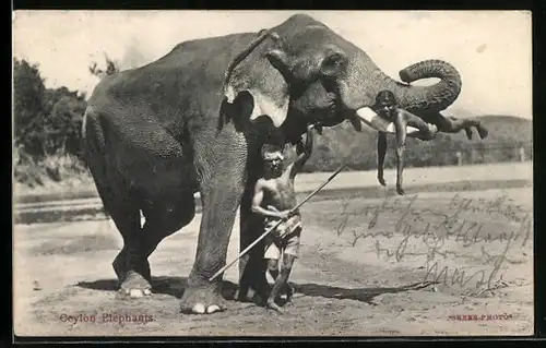 AK Ceylon, Elefant mit Führer und Mann auf den Stosszähnen