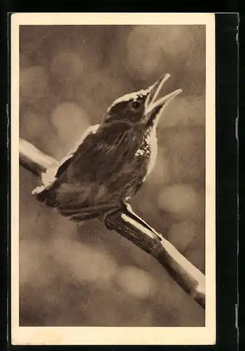 AK Wien, Österreichischer Tierschutzverein, Sensengasse 5, Vogelküken