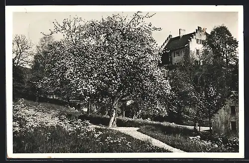 AK Bellikon, Gartenanlage mit Blick auf Gebäude