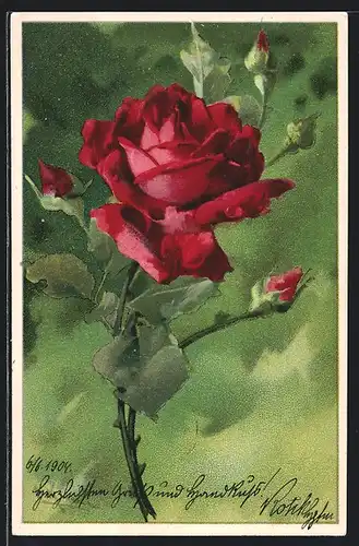 Künstler-AK Catharina Klein: Rote Rose mit Knospen