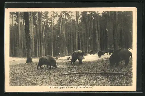 AK Wildschweine im Leiningischen Wildpark