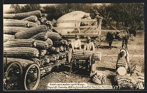 AK Good Corn makes good Hogs, riesige kanadische Maiskolben werden mit der Kreissäge geschnitten, monströses Schwein