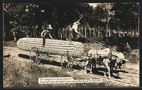 AK The largest ear of corn grown, baumgrosser kanadischer Maiskolben wird per Fuhrwerk abtransportiert