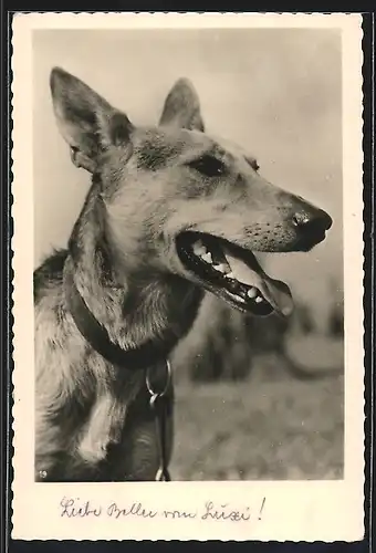 AK Schäferhund als Wachsamer Freund