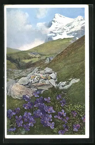 Künstler-AK Photochromie Nr. 1479: Gesporntes Veilchen, Viola calcarata