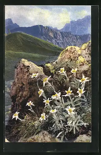 Künstler-AK Photochromie Nr. 1231: Alpen-Edelweiss, Leontopodium alpinum