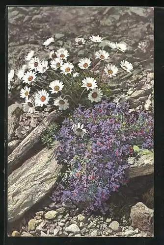 Künstler-AK Photochromie Nr. 519: Chrysanthemum alpinum, Linaria Alpina