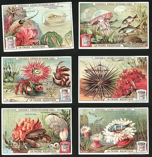 6 Sammelbilder Liebig, Serie Nr.: 926, La Faune Aquatique, Anemone, Taschenkrebs, Seeigel, Qualle, Einsiedlerkrebs